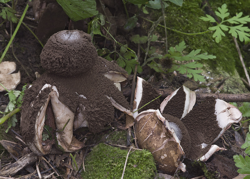 Geastrum melanocephalum